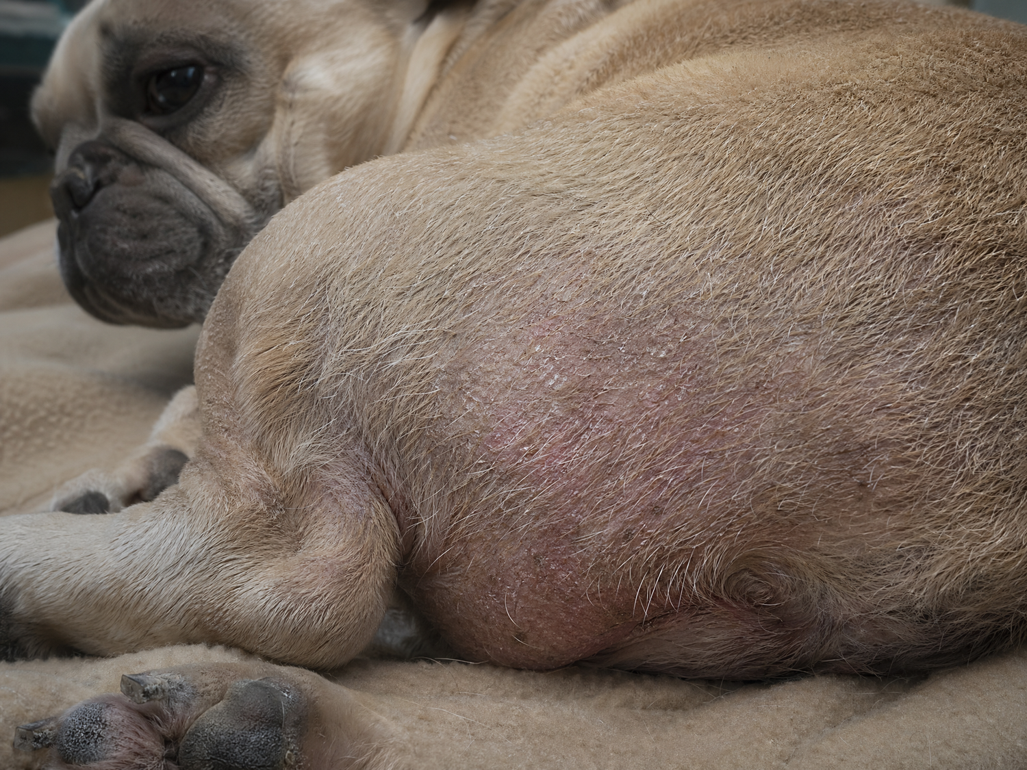 P08 dryskin frenchie
