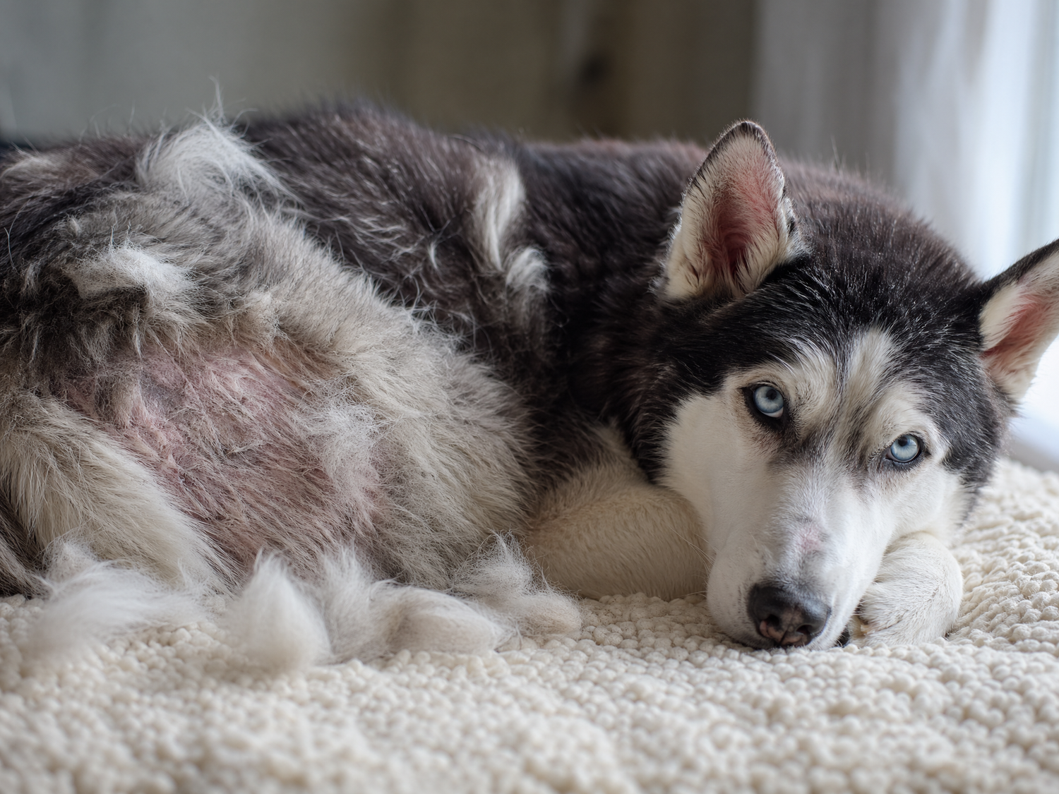 P09 hairloss husky